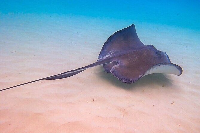 Stingray City Catamaran Sunset Tour - Price and value: why $59 makes sense for what’s included