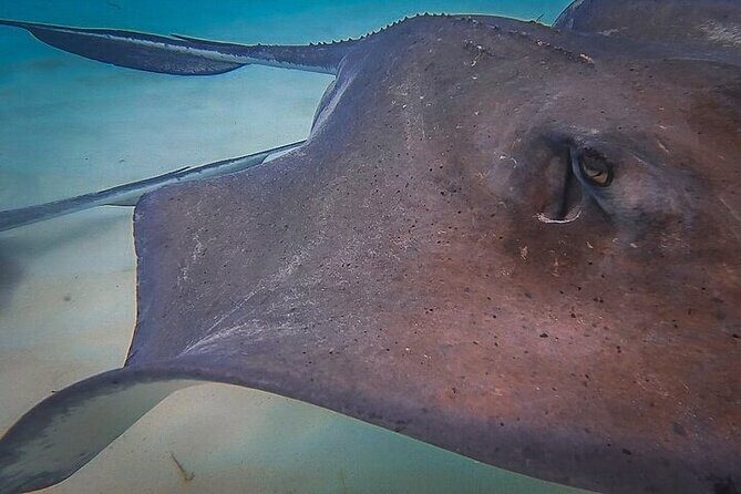 Stingray City Catamaran Sunset Tour - What to bring (and what to skip)