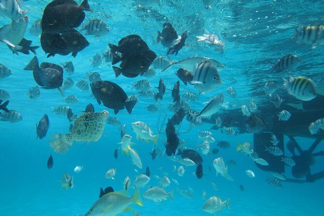 Stingray City Experience Plus One Snorkeling Stop - Snorkeling the reef: what “one stop” feels like in real time