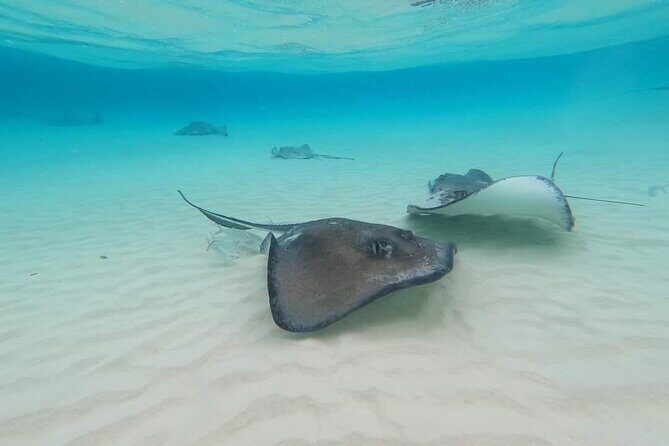 Stingray City Experience Plus Two Snorkeling spots Private Boat - Starfish Point: great snorkeling, with nature as the boss