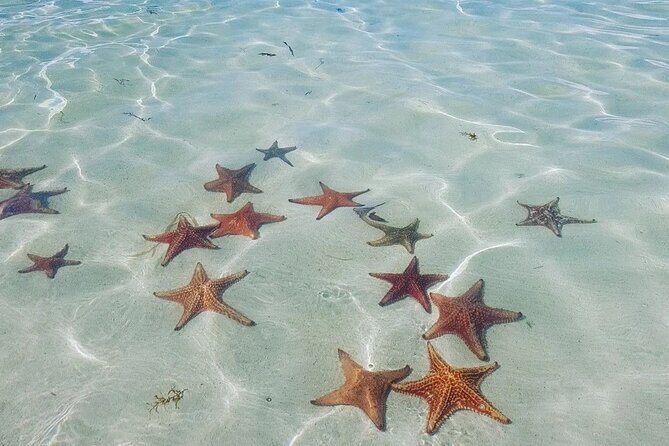 Stingray City Experience Plus Two Snorkeling spots Private Boat - Rum Point: reef swimming plus a sanity break