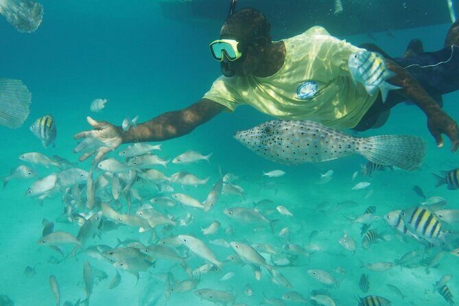 Stingray City Experience Plus Two Snorkeling Stops on Grand Cayman - Coral Gardens: snorkeling where sea life shows up fast