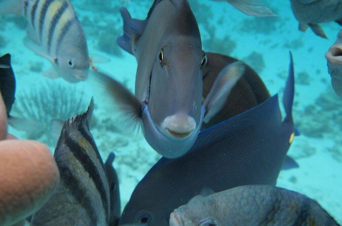 Stingray City Experience Plus Two Snorkeling Stops on Grand Cayman - Pickup, meeting points, and the timing traps on Grand Cayman