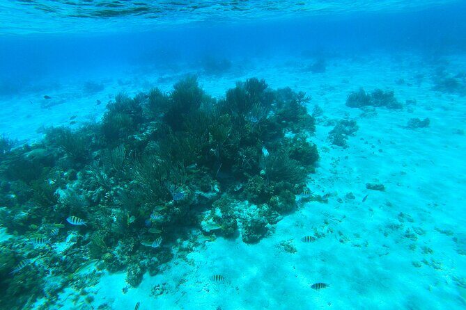 Stingray City, Star fish Point and Snorkeling Private Boat Tour - Rum Points Bar and Grill lunch: a real break, not a rushed stop