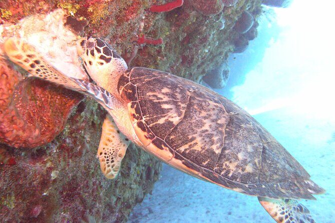 Stingray Sandbar, Snorkeling, and Starfish Point - Key things that make this tour work