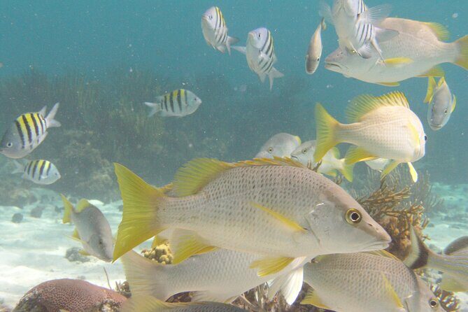 Stingray Sandbar, Snorkeling, and Starfish Point - A calmer day on the water: the small-boat advantage