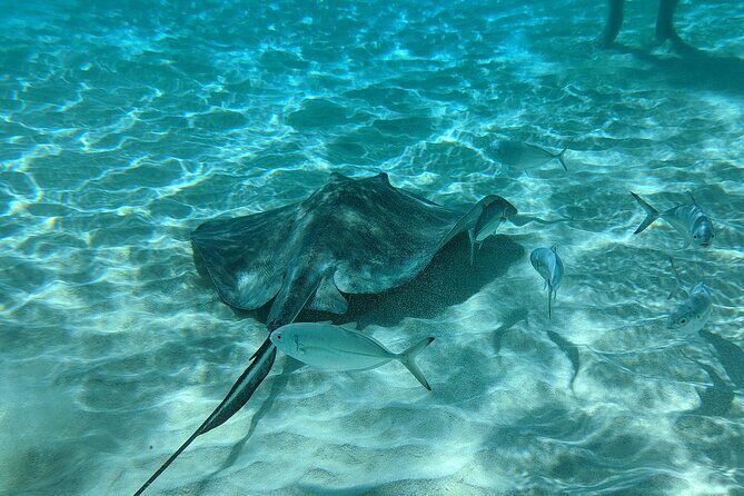 Stingray Sandbar, Snorkeling, and Starfish Point - Timing and pacing: why three stops feel like a full day, not a rushed one