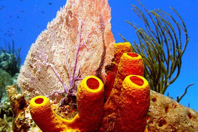 Stingray Sandbar, Snorkeling, and Starfish Point - Meeting point and getting around: Yacht Drive to a smooth return