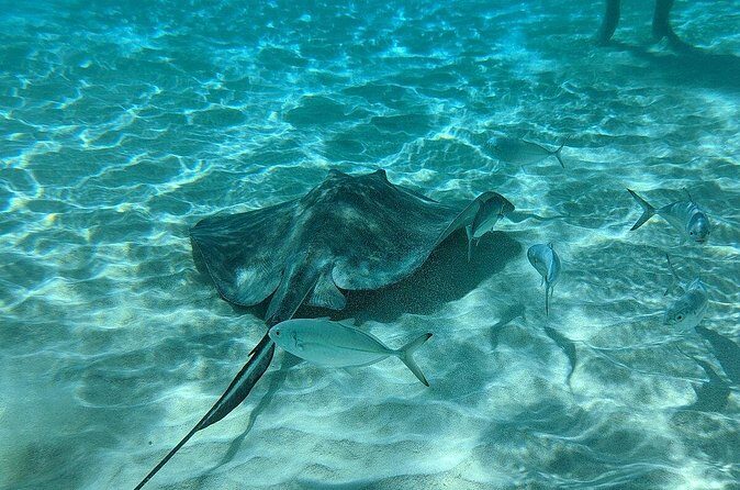Stingray Sandbar, Snorkeling, and Starfish Point - What the crew adds (and why small-group matters more than you think)