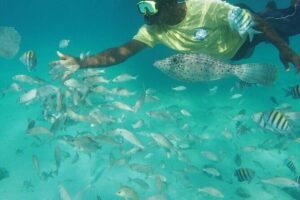Stingrays, Starfish and Snorkeling Tour - Getting to the water: Seven Mile Beach pickup and smooth timing