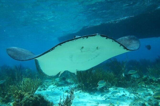 Stingrays, Starfish and Snorkeling Tour - Price and what you’re really paying for (at $80 per person)