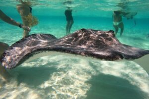 Sunrise at Stingray City, Private Tour - Stingray City at sunrise: how the “morning feed” moment plays out